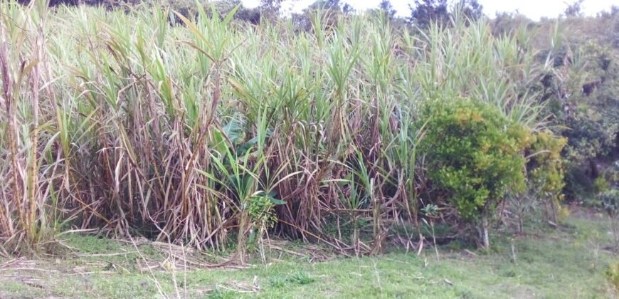 IFS VENDE: FINCA  CON TRAPICHE EN MUNICIPIO GUASIMOS ESTADO TÁCHIRA  VENEZUELA.